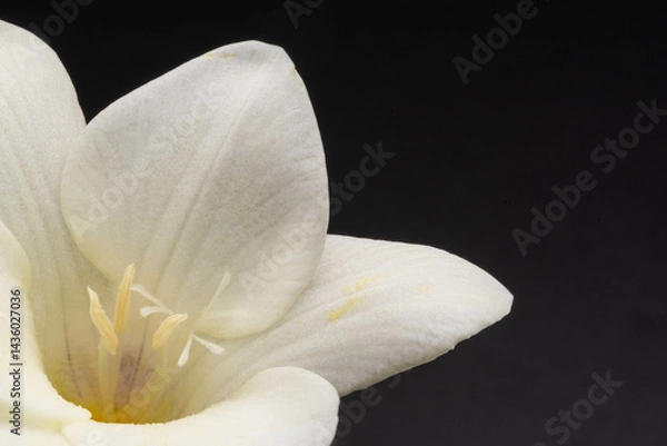 Fototapeta 白いフリージア