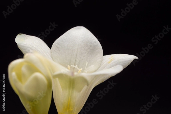 Fototapeta 白いフリージア