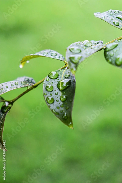 Obraz Beautiful image of water drops on jaboticaba leaves

