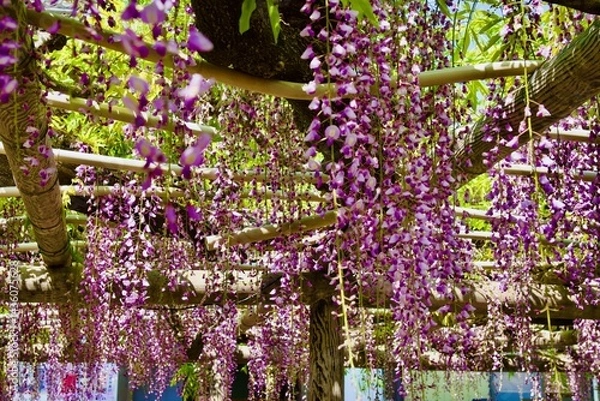 Obraz 綺麗な長ふじ棚