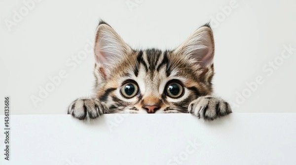 Obraz Fluffy Bengal kitten with distinctive spots, peeking out from a white background.