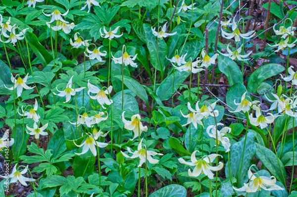 Fototapeta Closeup Meadow of white Fawn Lily flowers/Closeup of white fawn lily flowers in garden. Flower species name is erythronium oregonum and green ground cover is Shiny geranium, Geranium lucidum