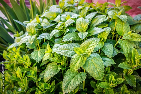 Obraz Lush and green leaves of lemon balm bush in the garden