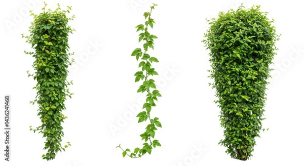 Obraz Trio of lush green vines Vertical garden single strand  sculpted topiary