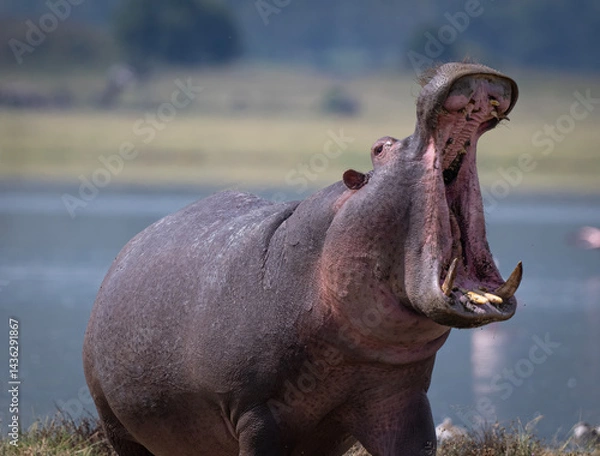 Obraz Hippo with Big Mouth Open