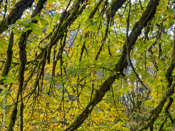 Obraz Dense foliage turning color in early autumn at Rainbow Falls State Park, Washington, USA