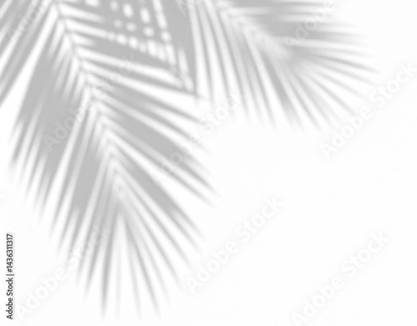 Fototapeta Shadow of a palm tree on transparent background, iconic for summer, vacations, freedom. Ideal for tropical, sunny creative designs.