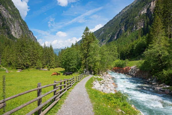 Fototapeta trail beside Stillupbach creek and pasture with grazing cows, Zillertal alps landscape in spring