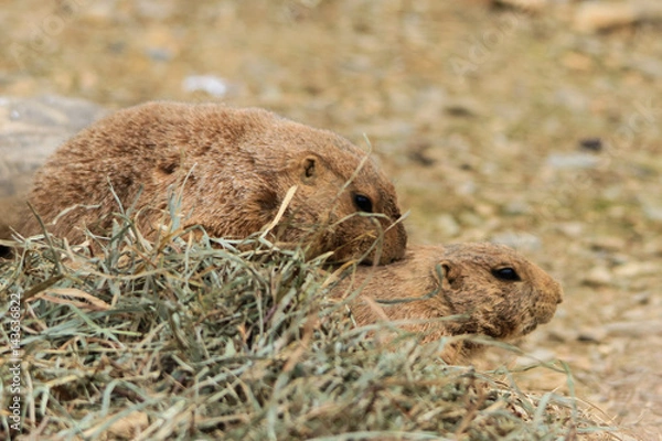Fototapeta Gopher privacy