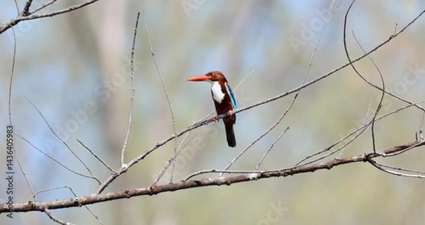 Fototapeta Whitethroated kingfisher perched on bare branch, blurred background, sharp detail, tropical bird photography.