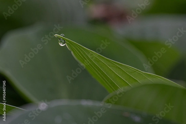 Obraz grasshopper on a leaf