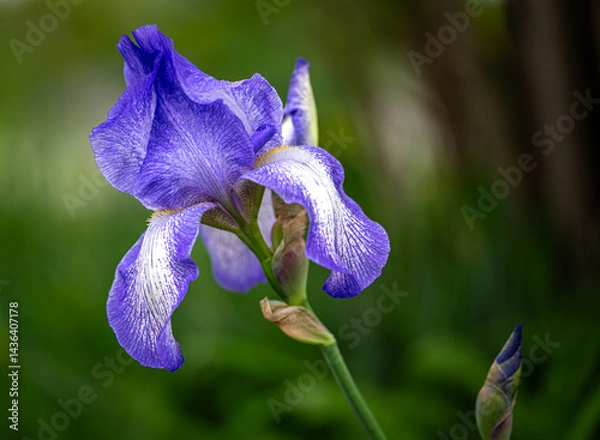 Obraz blue iris flower