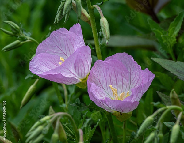 Obraz pink and purple