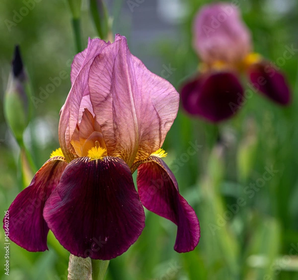 Obraz purple iris flower