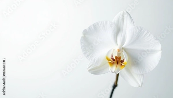 Fototapeta Delicate white orchid blossom on pure white backdrop, wedding, fragile, clean