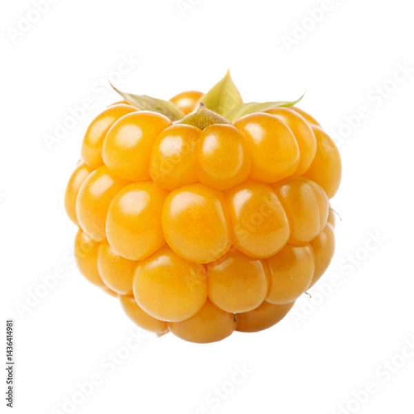 Obraz Single Ripe Cloudberry Close Up Studio Shot