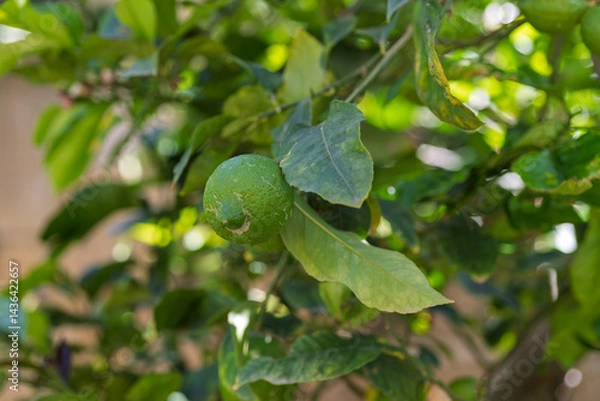 Obraz Detailed lemon tree branch with fruit and foliage, perfect for educational materials, agricultural company brochures, or food industry marketing.