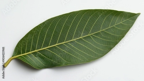 Fototapeta A mango leaf with a central ridge prominently displayed