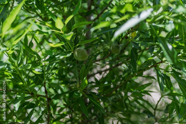 Obraz Close-up of almond fruits growing on a tree, ideal for organic farming promotions, healthy food branding, or agricultural articles.