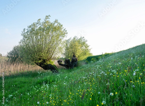 Fototapeta dike with willows and spring flowers in the netherlands under blue sky