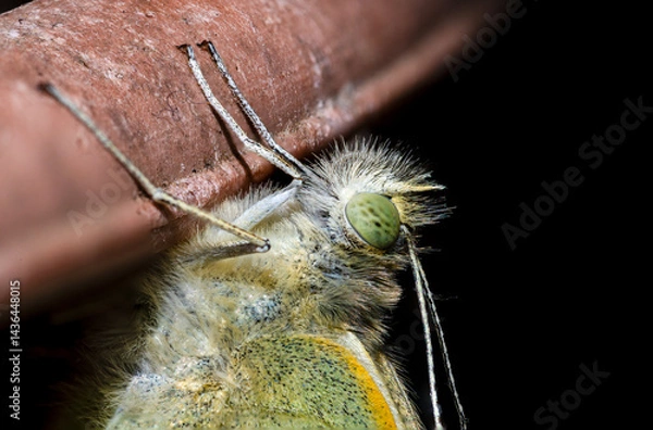 Obraz Large White Butterfly, Pieris brassicae, resting on a stick shortly after emerging from chrysalis