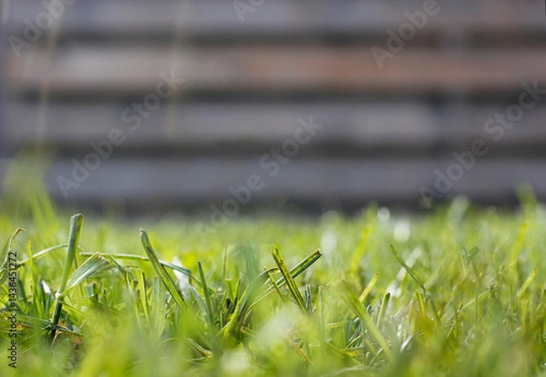 Fototapeta Detailed close-up of green grass blades with selective focus, some sharp, some blurred, natural wooden wall background with horizontal planks, space for text, fresh spring nature mood
