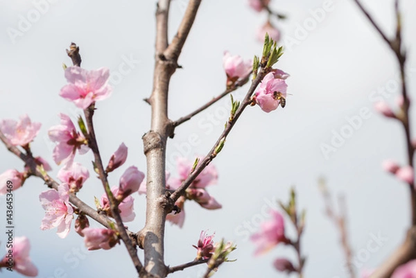 Fototapeta A honey bee flying by a cherry branch in bloom in spring