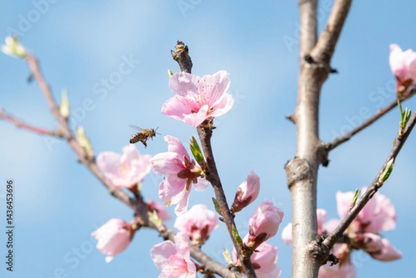 Fototapeta A honey bee flying by a cherry branch in bloom in spring