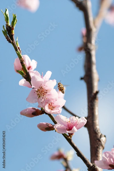 Fototapeta A honey bee flying by a cherry branch in bloom in spring