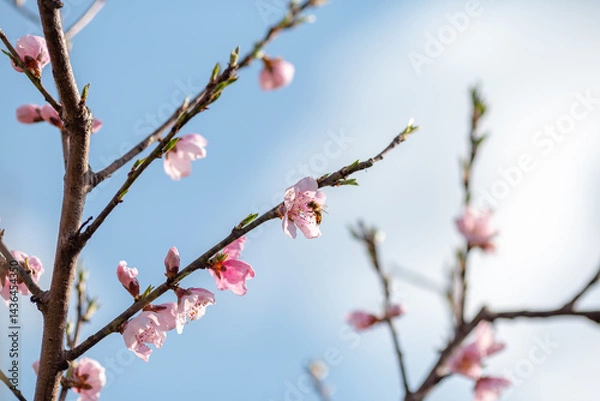 Fototapeta A honey bee flying by a cherry branch in bloom in spring