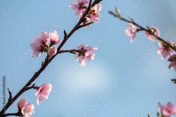 Fototapeta A cherry tree in outdoor nature in a garden