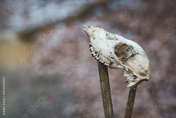 Fototapeta An animal skull on a pole. I found the bones outdoor in nature. It's a head of dead creature that died natural