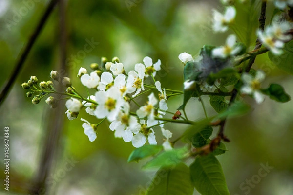 Obraz Delicate White Spring Blossoms in Bloom