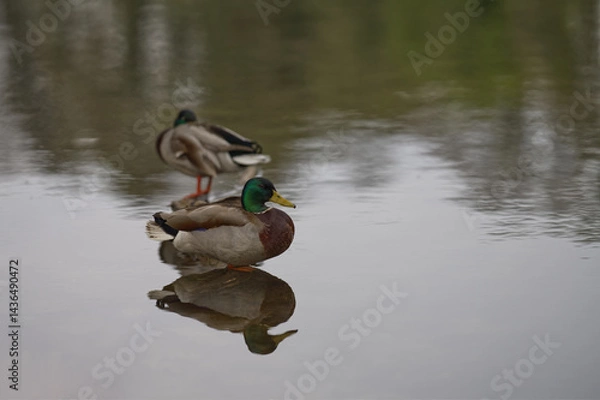 Obraz zwei Enten am Teich