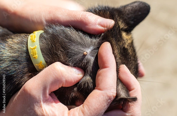 Fototapeta tick on a cat. Selective focus.