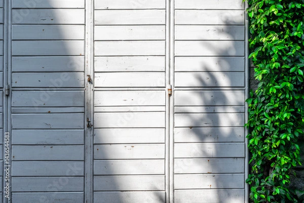 Obraz White wooden wall with natural green ivy shadows in sunlight