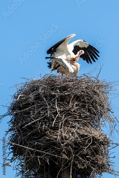 Fototapeta Mating of storks on the nest