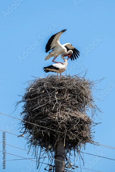 Fototapeta Mating of storks on the nest