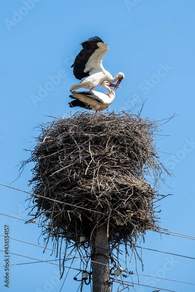 Fototapeta Mating of storks on the nest
