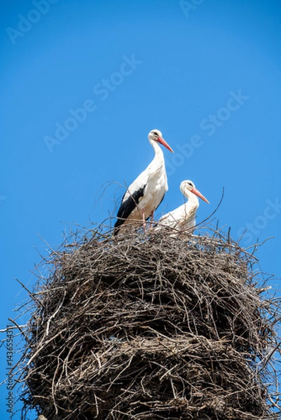 Fototapeta Couple of storks in the nest