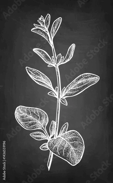 Obraz Marjoram chalk sketch