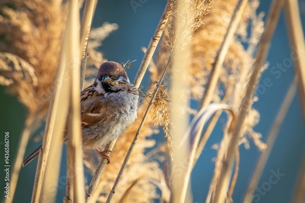 Fototapeta A Eurasian tree sparrow (Passer montanus) is perched among the reeds by the riverbank.