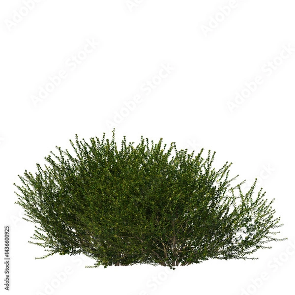 Fototapeta Dense Green Shrubs Isolated on Transparent Background for Landscape and Architecture Visualization