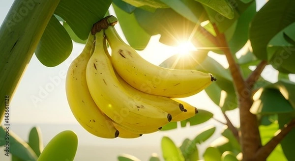 Fototapeta Bunch of Bananas Hanging From Tree with Sunlight