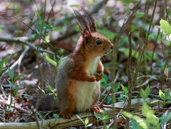 Fototapeta squirrel in the forest