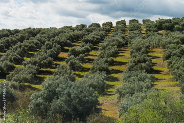 Fototapeta rows of olive trees on hill