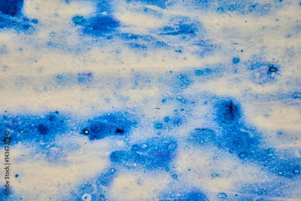 Fototapeta Microscopic image of the protozoan bacterium Cryptosporidium