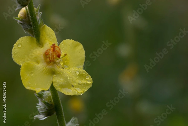 Fototapeta A hoary mullein plant that has bloomed with its fresh yellow flowers. Spring time. Nature background. Copy space. Verbascum pulverulentum.