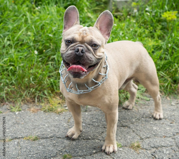 Fototapeta French Bulldog with silver choke collar happily stands on a  green foliage in the background, its tongue playfully sticking out