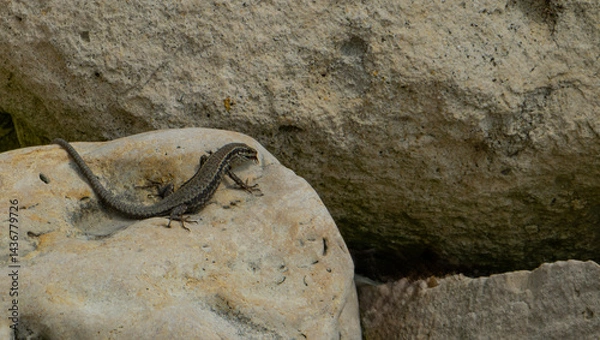 Fototapeta Small speckled lizard rests on a light-colored rock in its natural habitat